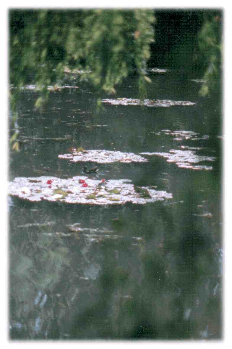  Monet's Lily Pond